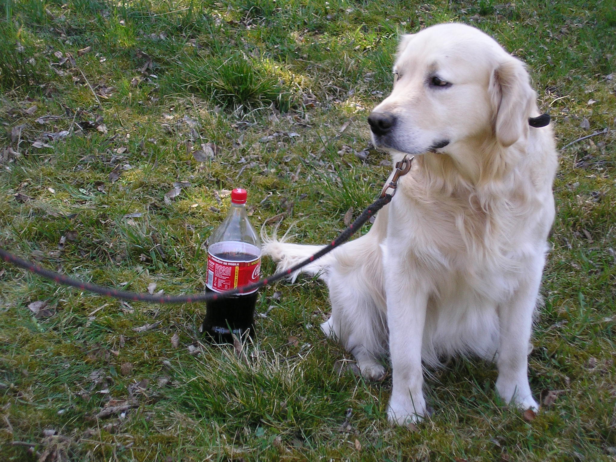 I pes má rád coca-cocu