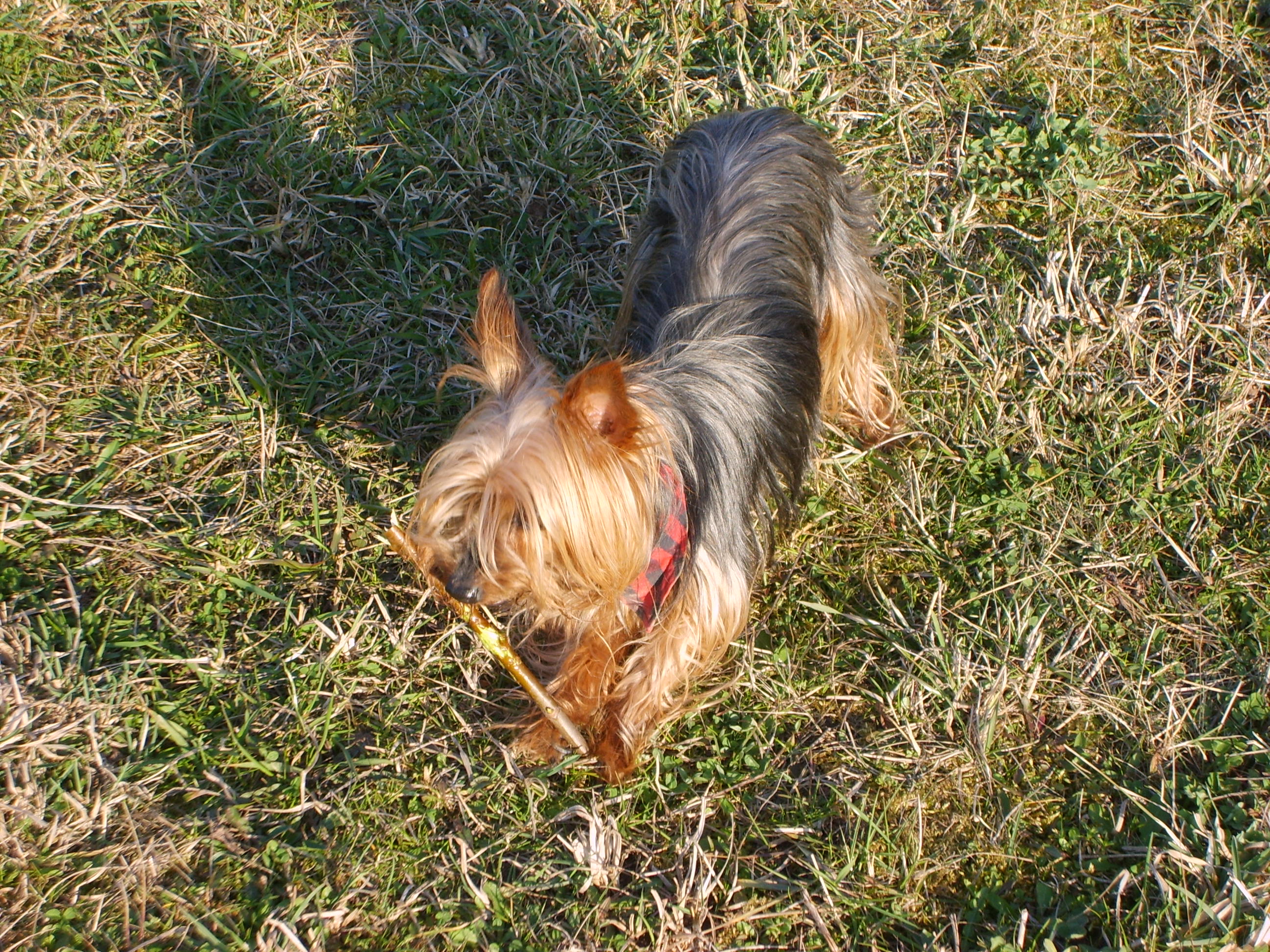 Sindy 108